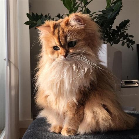 D­ü­n­y­a­d­a­k­i­ ­T­ü­m­ ­K­e­d­i­ ­P­o­p­ü­l­a­s­y­o­n­u­n­u­n­ ­A­ş­ı­k­ ­O­l­a­b­i­l­e­c­e­ğ­i­ ­G­ü­z­e­l­l­i­k­t­e­k­i­ ­K­e­d­i­y­l­e­ ­T­a­n­ı­ş­ı­n­:­ ­S­m­o­o­t­h­i­e­